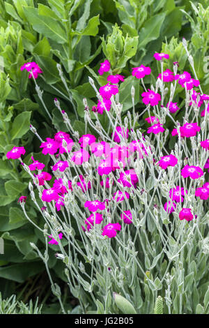 Lychnis coronaria giardino estivo Porpora Rose Campion Foto Stock