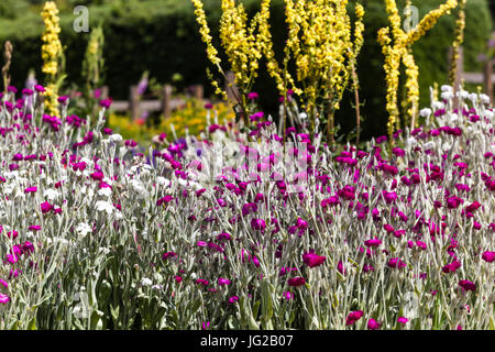 Lychnis coronaria, Verbascum nigrum giugno giardino bordo Rose Campion contrasto fiori Foto Stock