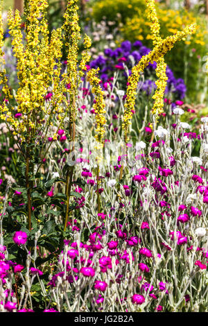 Lychnis coronaria Rose Campion , Verbascum nigrum giardino Foto Stock