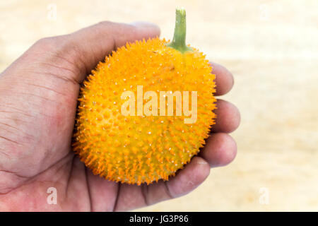 La mano di un adulto azienda avente Gac frutta o Baby Jackfruit. Foto Stock