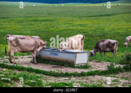 Vacche (Svizzera Razza Razza Braunvieh) acqua potabile da un waterhole nel prato. Foto Stock