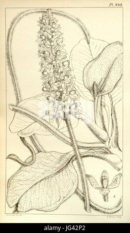 Nepenthes villosa - Hooker s Icones Plantarum (1852) Foto Stock