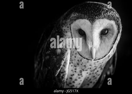 Ritratto di un gufo mascherato Foto Stock
