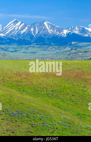 Crazy montagne sopra prairie sulle colline vicino a big timber, montana Foto Stock