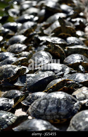 Red eared tartarughe in Attica Zoological Park, Grecia Foto Stock