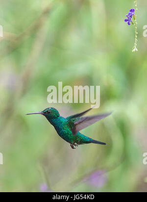 Blu Zaffiro chinned: Chlorestes notata. Trinidad. Foto Stock