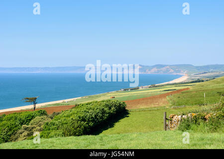 Vista della Jurassic Coast dal punto di vista dell area a Abbotsbury giardini sub-tropicali, Abbotsbury, Dorset, England, Regno Unito, Europa Foto Stock