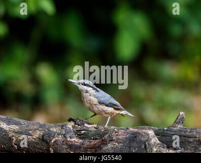 Piccoli giovani immaturi neonata eurasiatica, picchio muratore Sitta europaea, appollaiate su un log in alimentazione estiva in un giardino nel Surrey, Inghilterra sudorientale, REGNO UNITO Foto Stock