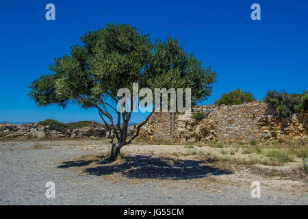 Unico albero di olivo in costa brava Foto Stock