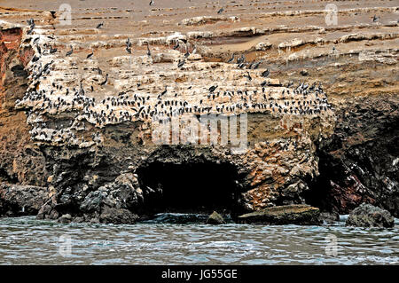 Uccelli a alle Isole Ballestas vicino a Pisco, Perù il 3/23/2014 Foto Stock