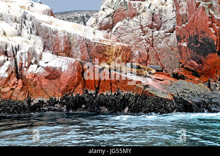 Le guarnizioni di tenuta e gli uccelli in corrispondenza alle Isole Ballestas vicino a Pisco, Perù il 3/23/2014 Foto Stock