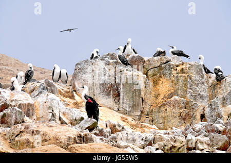 Uccelli a alle Isole Ballestas vicino a Pisco, Perù il 3/23/2014 Foto Stock