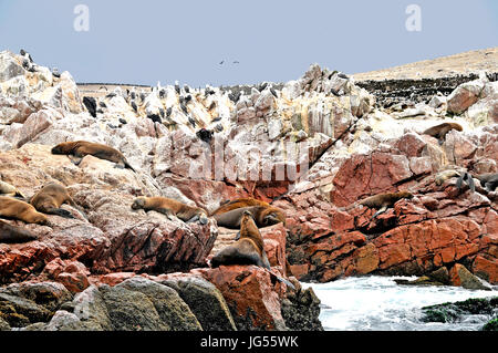 Le guarnizioni di tenuta e gli uccelli in corrispondenza alle Isole Ballestas vicino a Pisco, Perù il 3/23/2014 Foto Stock