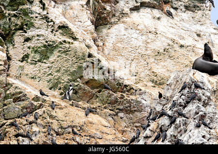 Le guarnizioni di tenuta e gli uccelli in corrispondenza alle Isole Ballestas vicino a Pisco, Perù il 3/23/2014 Foto Stock