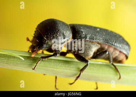 Coleottero nero fotografia macro Foto Stock