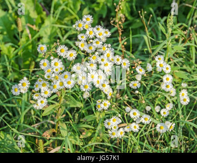 Anthemis arvense, noto come il mais camomilla, mayweed, senza profumo camomilla, o campo di camomilla, genere Anthemis, famiglia Asteraceae Foto Stock