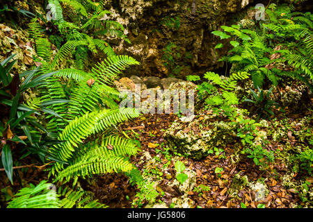 Nephrolepis exaltata la spada Fern - specie di felce in famiglia Lomariopsidaceae Foto Stock