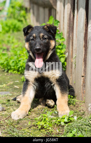 Non-pedigree poco nero con macchie marroni che il cucciolo siede contenti alla recinzione di legno Foto Stock