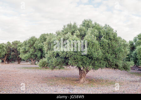 Albero di olivo ed essiccata prato Foto Stock