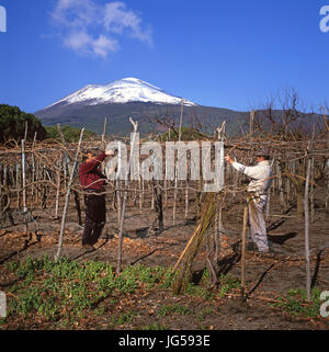 Il Vesuvio vino Vigna lavoratori sulle pendici vulcaniche del Vesuvio la potatura invernale e legatura delle viti in Mastroberardino vigneti, Campania Italia. Foto Stock