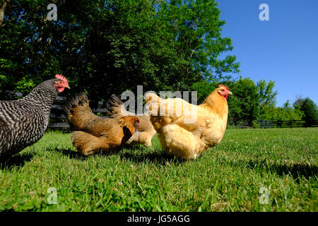 Backyard galline ovaiole intervallo libero nell'erba. Foto Stock