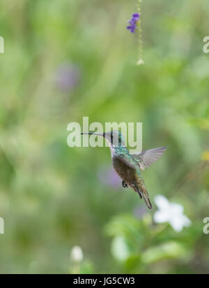 Bianco-chested Smeraldo: Amazilia chionopectus. Trinidad. Foto Stock