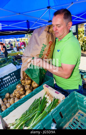 Negoziante versa 'pettinatore nuova' patate, il primo raccolto dell'anno da un sacco sul suo stallo in pettinatore come parte dell'annuale Sagra della Patata. Foto Stock