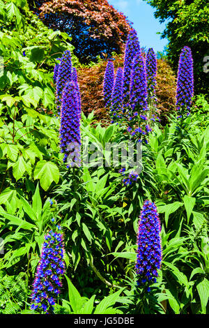 Alti composto blu fiore punte di orgoglio di Madeira (echium candicans), una pianta nativa di Madeira. Foto Stock