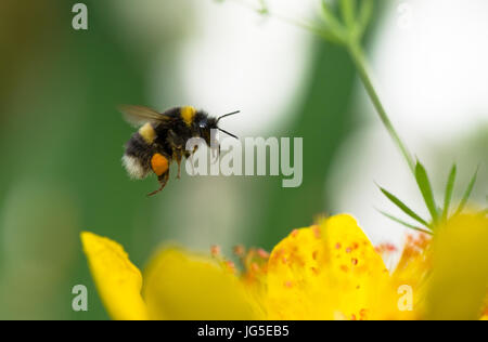 Bumble Bee nettare di raccolta e con sacche di polline Foto Stock