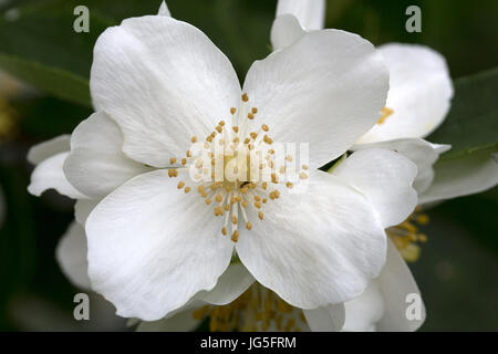 Dolce mock-arancio o inglese sanguinello (Filadelfo coronarius); close-up di fiori Foto Stock