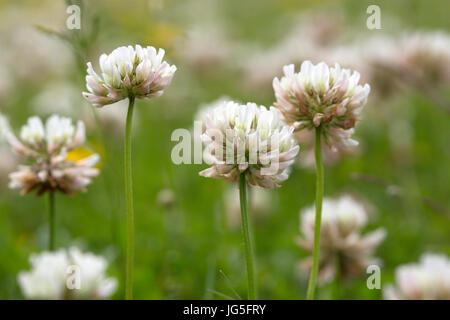 Trifoglio bianco (Trifolium repens); fiori Foto Stock