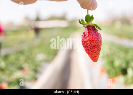 Fragola a Hod ha Sharon, Israele Foto Stock