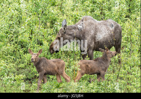 Mucca alci e due vitelli, acquazzone, Parco Nazionale di Denali, Alaska, molla Foto Stock