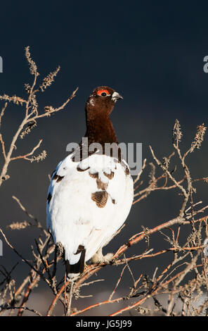 Willow Ptarmigan, maschio, molla piumaggio di allevamento, tundra, Parco Nazionale di Denali, Alaska. Foto Stock