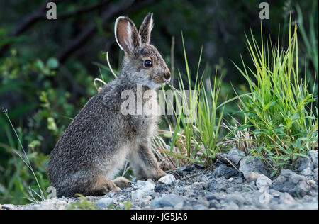 Escursioni con le racchette da neve o variando la lepre, il baby (leveret), in primavera, il Parco Nazionale di Denali, Alaska. Foto Stock