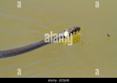 Swiming biscia dal collare (Natrix natrix), Murnauer Moos, Murnau, Garmisch-Partenkirchen, Baviera, Germania Foto Stock