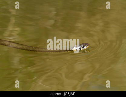 Swiming biscia dal collare (Natrix natrix), Murnauer Moos, Murnau, Garmisch-Partenkirchen, Baviera, Germania Foto Stock