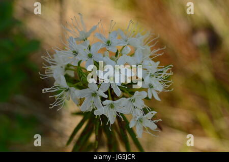 White bellissimi fiori di rosmarino selvatico sotto la luce del sole Foto Stock