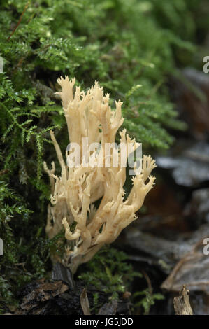Montante Coral fungo - Ramaria stricta Foto Stock