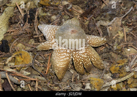 Barometro Earthstar - Astraeus hygrometricus Foto Stock