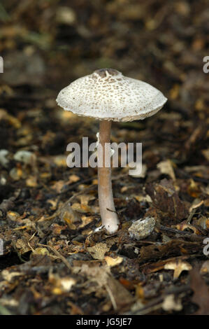 Cat Dapperling fungo - Lepiota felina Foto Stock