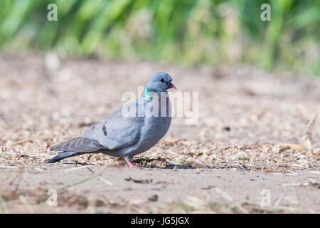 Magazzino Colomba (Columba oenas), Emsland, Bassa Sassonia, Germania Foto Stock