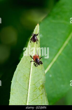 Maschi e femmine di Castor bean tick (Ixodes ricinus) sotto una foglia Fireweed (Epilobium angustifolium), Bassa Sassonia, Germania, Foto Stock