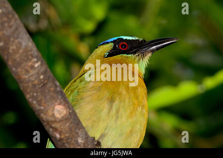 Lezione di motmot, blu-crowned Motmot o Blu-diademed motmot (Momotus lessonii). Close-up Cerca profilo di destra. Inclinazione verso l'alto. Foto Stock