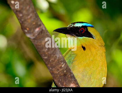 Lezione di motmot, blu-crowned Motmot o Blu-diademed motmot (Momotus lessonii). Close-up Cerca profilo di sinistra. Foto Stock