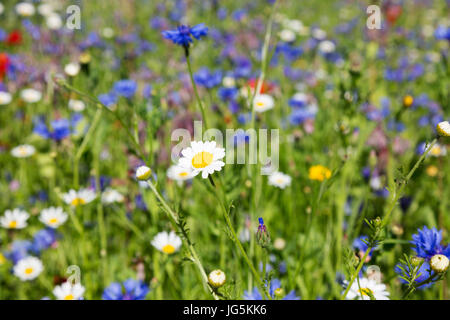 Fiori selvatici colorati che crescono in un prato estivo, primo piano - Inghilterra Regno Unito Foto Stock