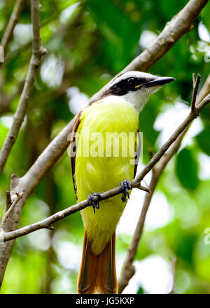 Grande Kiskadee (Pitangus sulfuratus), un grande tiranno flycatcher, appollaiato su un ramo Foto Stock