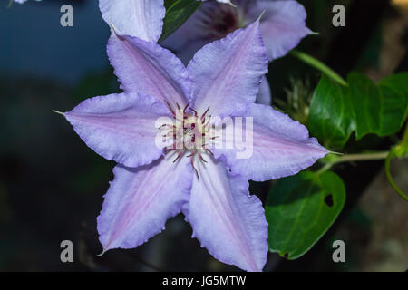 Chiusura del singolo viola la clematide Jackmanii Foto Stock