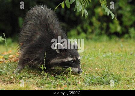 Raccoon è alla ricerca di qualcosa in erba Foto Stock