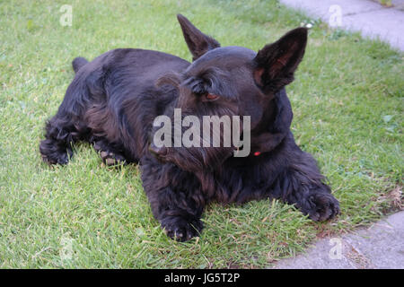 Scotty dog sdraiati sull'erba Foto Stock